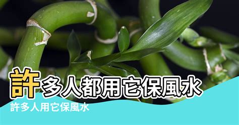 山烏龜 風水|此為「山烏龜」，許多人用它保風水，又稱「金不換。